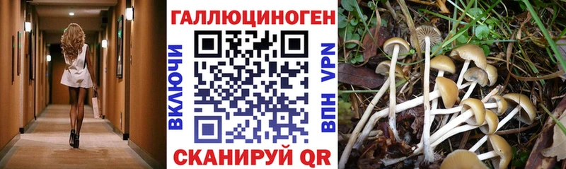 где можно купить   Иваново  hydra как зайти  Галлюциногенные грибы Magic Shrooms 