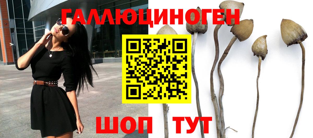 где найти   Галлюциногенные грибы прущие грибы  Иваново  Вход с VPN  Псилоцибиновые грибы GOLDEN TEACHER 